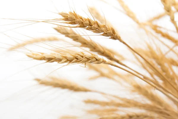 小麦作为背景 — 图库照片