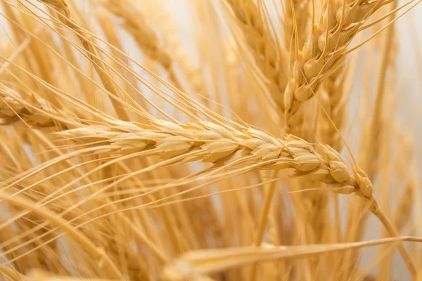 Arka plan olarak buğday — Stok fotoğraf