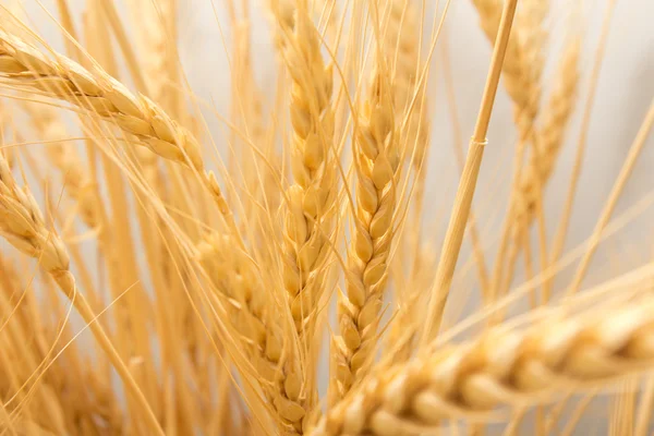 小麦作为背景 — 图库照片