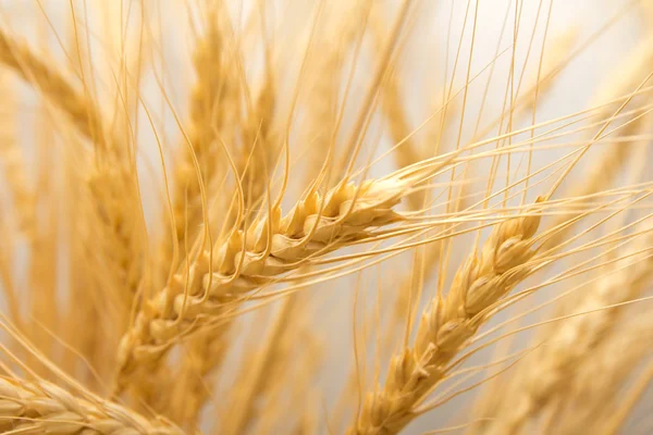 Weizen als Hintergrund — Stockfoto