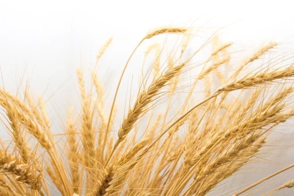 Pšenice jako pozadí — Stock fotografie