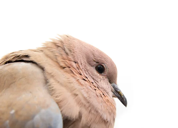 Portrét holubice na bílém pozadí — Stock fotografie