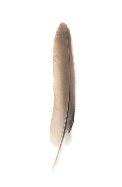 Pluma de una paloma sobre un fondo blanco — Foto de Stock