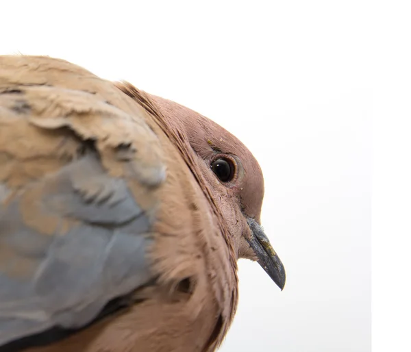 Portrét holubice na bílém pozadí — Stock fotografie