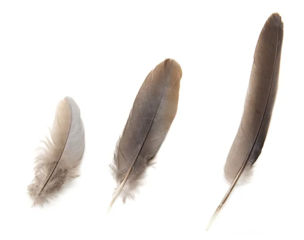 Tres plumas de paloma sobre fondo blanco — Foto de Stock