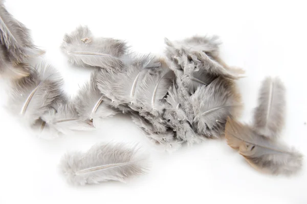 Bird feathers on a white background — Stock Photo, Image