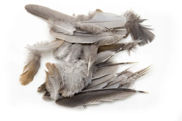 Penas de pássaro em um fundo branco — Fotografia de Stock