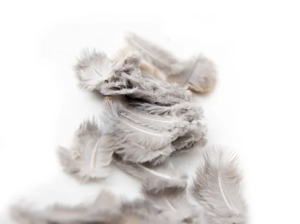 Feathers on a white background — Stock Photo, Image