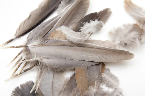 Птичьи перья на белом фоне — стоковое фото