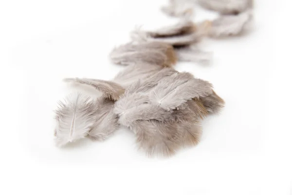 Feathers on a white background — Stock Photo, Image