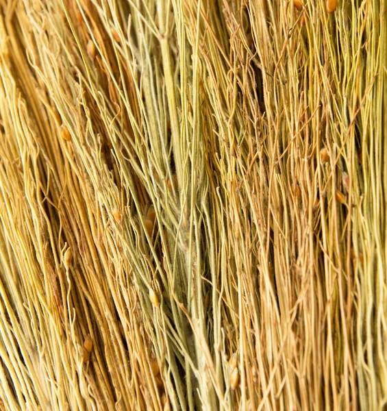 Backgrounds texture of dry grass — Stock Photo, Image