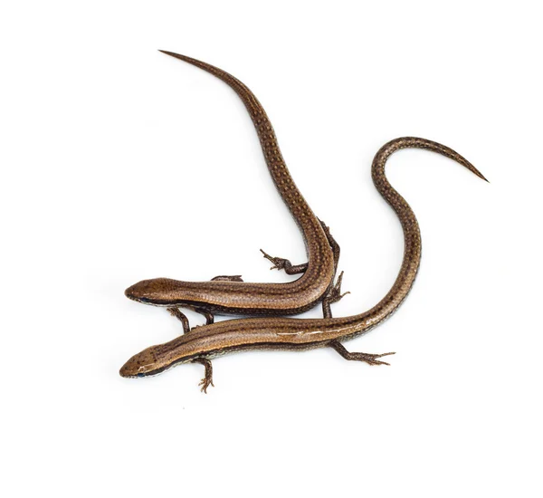 Two lizards on a white background — Stock Photo, Image