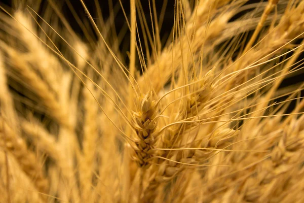 Уши спелой пшеницы на черном фоне — стоковое фото