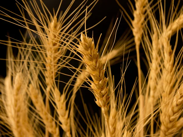 成熟的小麦在黑色背景上的耳朵 — 图库照片