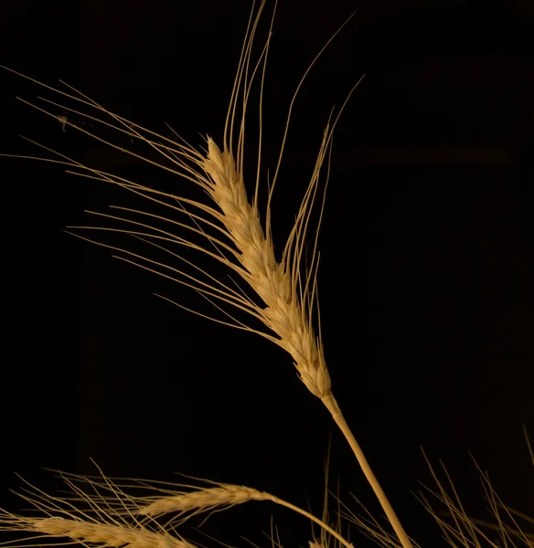 黒地に黄色の小麦 — ストック写真