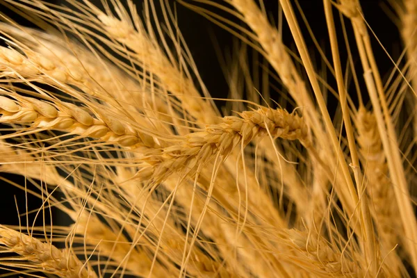 Ähren von reifem Weizen auf schwarzem Hintergrund — Stockfoto
