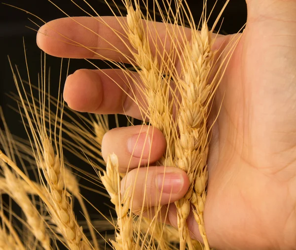 Пшеница в руке на черном фоне — стоковое фото