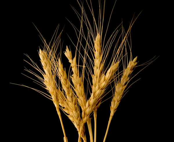 黒の背景に隔離された小麦 — ストック写真
