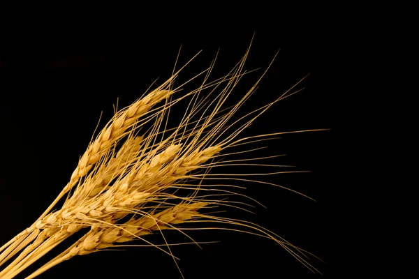 黒を背景に小麦 — ストック写真