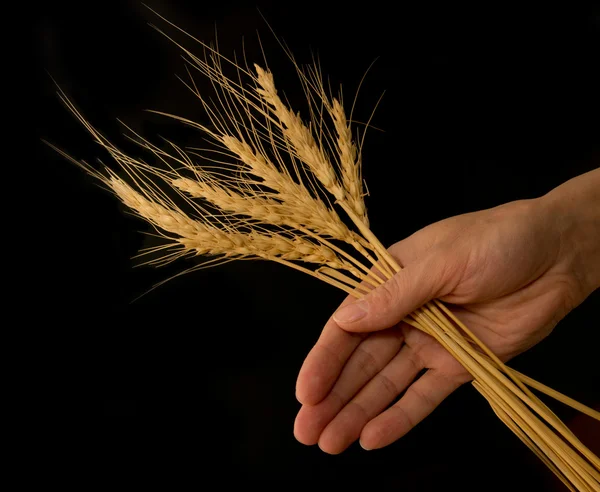 Рука з пшеницею на чорному тлі — стокове фото