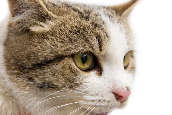 Portrét kočky na bílém pozadí — Stock fotografie