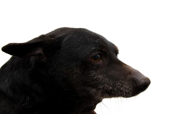 Retrato de um cão preto sobre um fundo branco — Fotografia de Stock