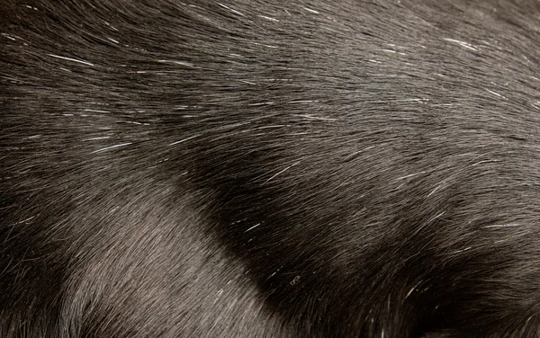 Piel de perro negro como fondo — Foto de Stock