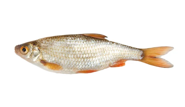 Scarafaggio (Rutilus rutilus) su fondo bianco — Foto Stock