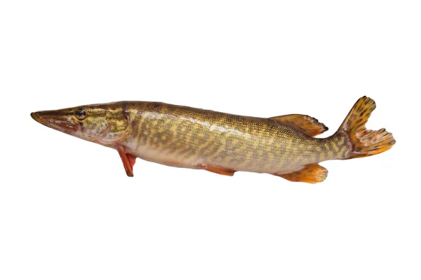 stock image Pike on a white background