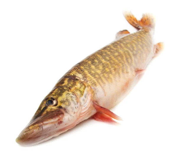 Pike on a white background — Stock Photo, Image