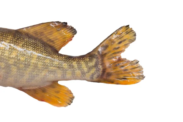 Pike's tail on a white background — Stock Photo, Image