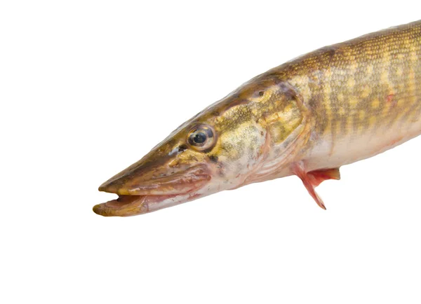 Pike on a white background — Stock Photo, Image
