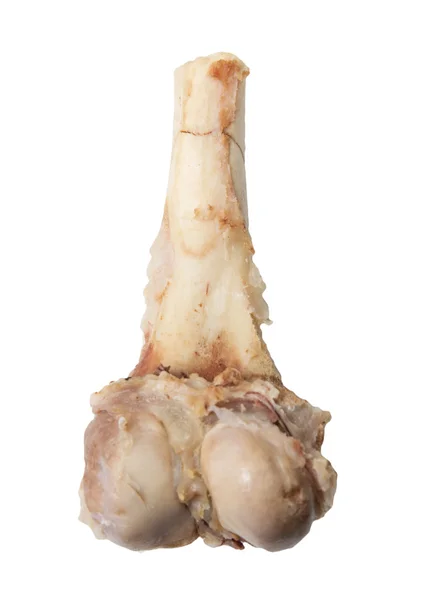 Bone on a white background — Stock Photo, Image