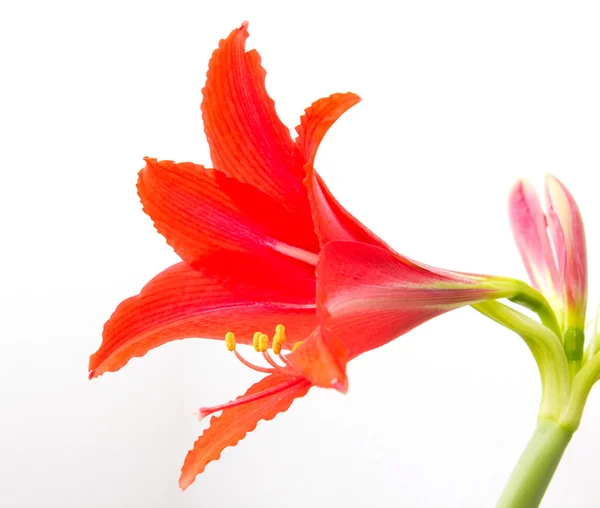 Flor vermelha em um fundo branco — Fotografia de Stock