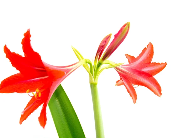 Rote Blume auf weißem Hintergrund — Stockfoto