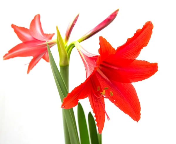 Červená květina na bílém pozadí — Stock fotografie
