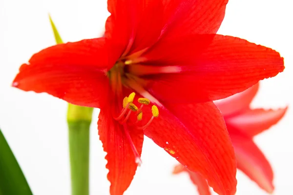 Красный цветок на белом фоне — стоковое фото