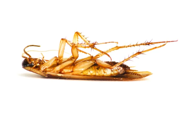 Cockroach lying upside down — Stock Photo, Image