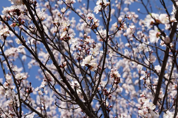 stock image Beautiful flowers on a fruit-tree