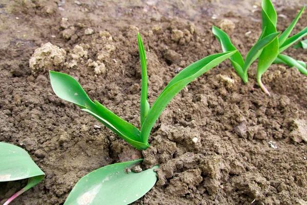 Młode liście tulipanów na ziemi — Zdjęcie stockowe