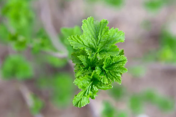 Young leaves of a currant — Stock Photo, Image
