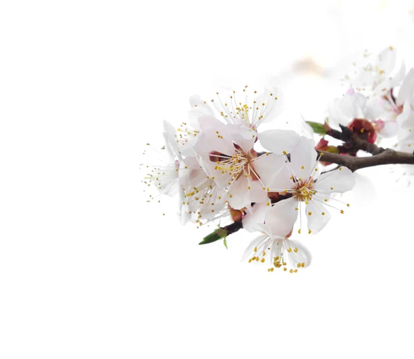 Blommande träd på vit bakgrund — Stockfoto