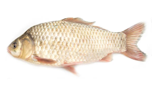 鲫鱼鲤鱼在白色背景上 — 图库照片