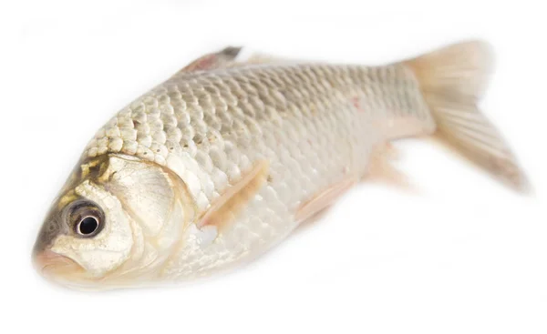 鲫鱼鲤鱼在白色背景上 — 图库照片