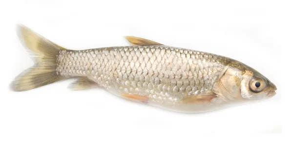 Grass carp isolated on white — Stock Photo, Image