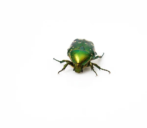 May-bug verde sobre un fondo blanco — Foto de Stock