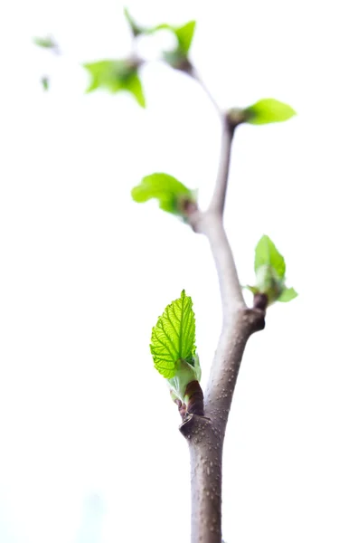 Hermosa hoja en un árbol en la primavera — Foto de Stock