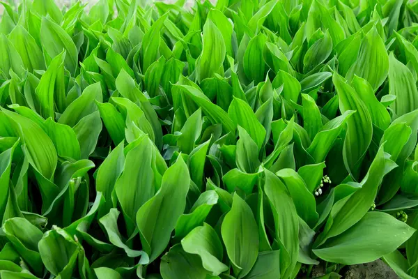 Красивый фон из зеленых листьев — стоковое фото