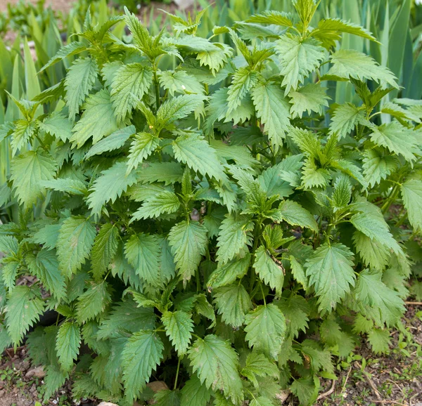Beautiful fresh leaves of a nettle — Stock Photo, Image
