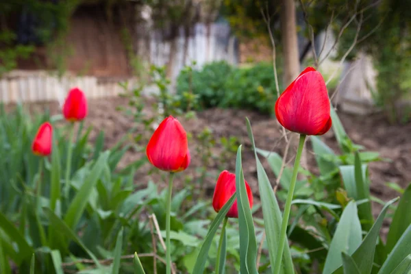Красивые красные тюльпаны на природе — стоковое фото